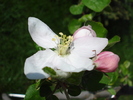 Apple Blossom_Flori mar (2010, April 18)