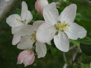 Apple blossom_Flori de mar, 18apr2010