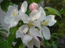 Apple blossom_Flori de mar, 18apr2010