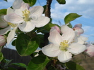 Apple Blossom_Flori mar (2010, April 18)