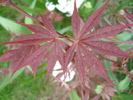 Acer palmatum Bloodgood (2010, Apr.18)