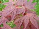 Acer palmatum Bloodgood (2010, Apr.18)