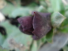 Swiss Giant Red pansy, 24mar2010