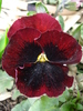 Swiss Giant Red pansy, 27mar2010