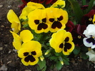 Swiss Giant Yellow Pansy (2010, Apr.18)