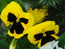 Swiss Giant Yellow Pansy (2010, Apr.18)