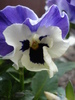 Pansy (2009, April 02)