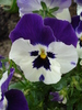 Pansy (2009, May 13)