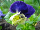 Pansy (2010, April 15)