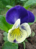 Pansy (2010, April 17)