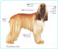 Afghan-Hound