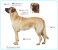 Anatolian-Shepherd-Dog