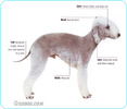 Bedlington-Terrier