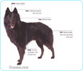 Belgian-Shepherd-Dog