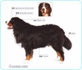 Bernese-Mountain-Dog