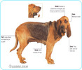 Bloodhound