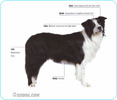 Border-Collie