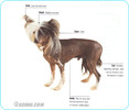 Chinese-Crested-Dog