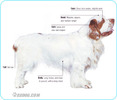 Clumber-Spaniel