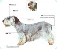 Czesky-Terrier