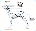 Dalmatian