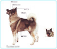 Elkhound