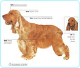 English-Cocker-Spaniel