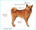 Finnish-Spitz