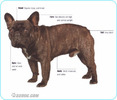 French-Bulldog