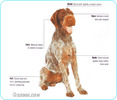 German-Wire-haired-Pointer