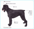 Giant-Schnauzer