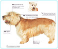 Glen-of-Imaal-Terrier