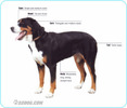 Great-Swiss-Mountain-Dog