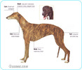 Greyhound