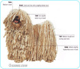 Hungarian-Puli