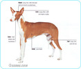 Ibizan-Hound