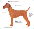 Irish-Terrier