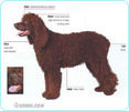 Irish-Water-Spaniel