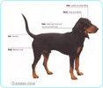 Jura-Hounds