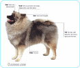 Keeshond