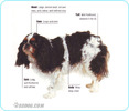King-Charles-Spaniel