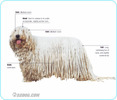 Komondor