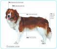Kooikerhondje