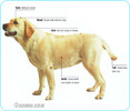Labrador-Retriever