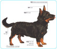 Lancashire-Heeler