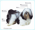 Lhasa-Apso