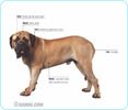 Mastiff