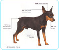 Miniature-Pinscher