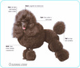 Miniature-Poodle