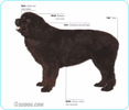 Newfoundland